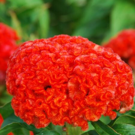 Chief Persimmon, Celosia Seeds - Packet image number null